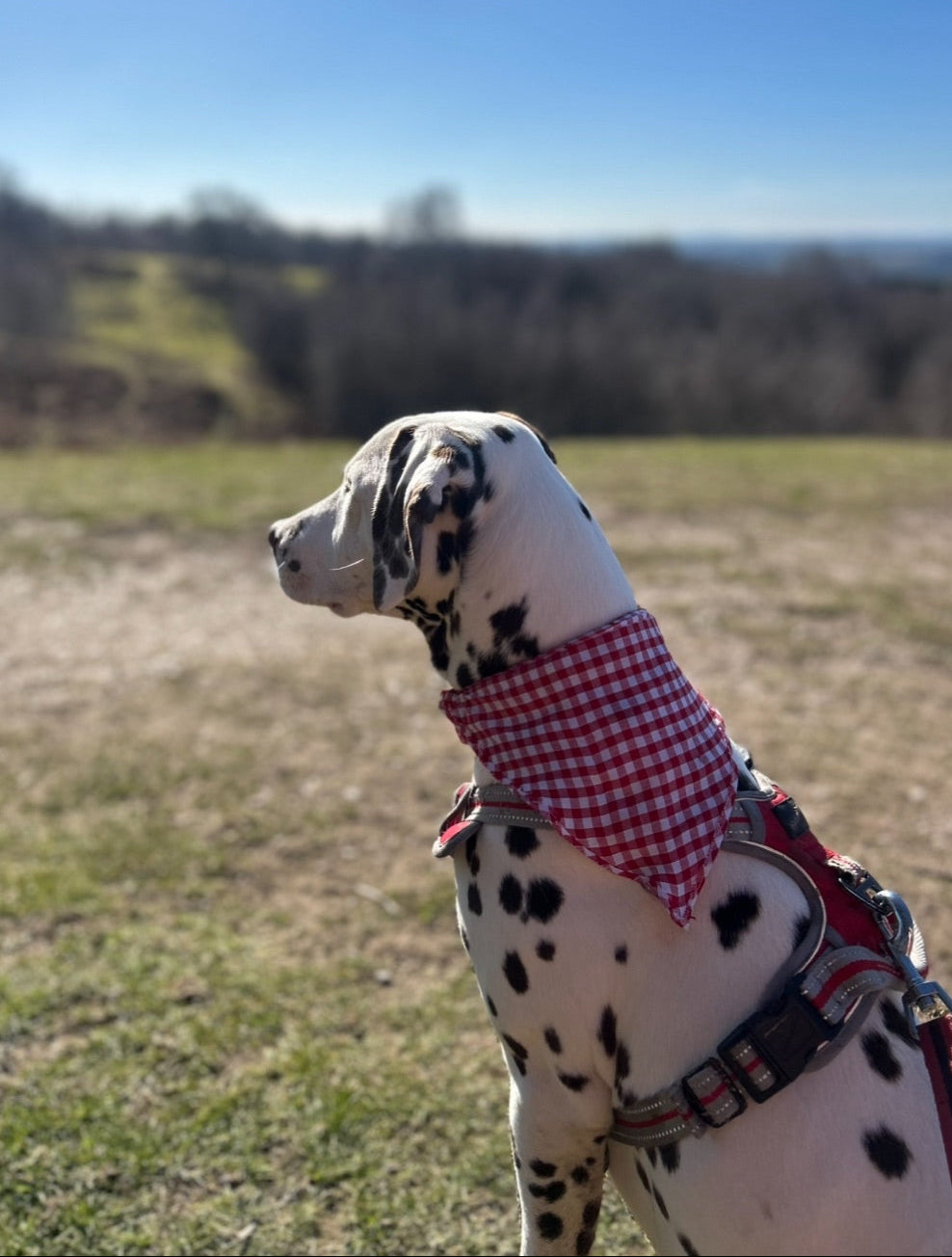 Pet Accessories