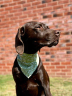 Pet Bandana