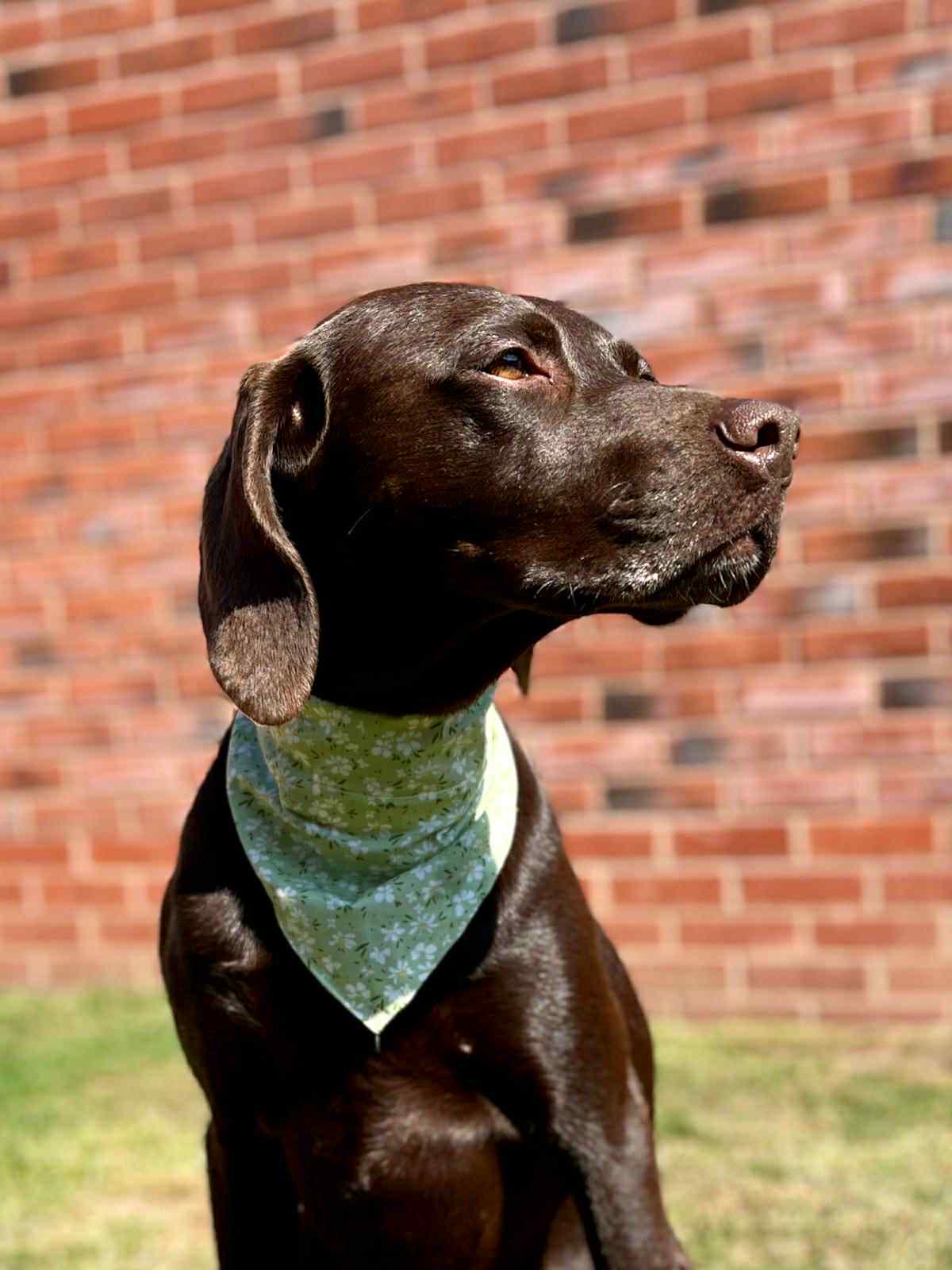Pet Bandana