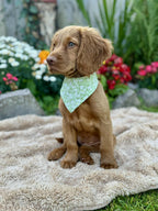 Pet Bandana