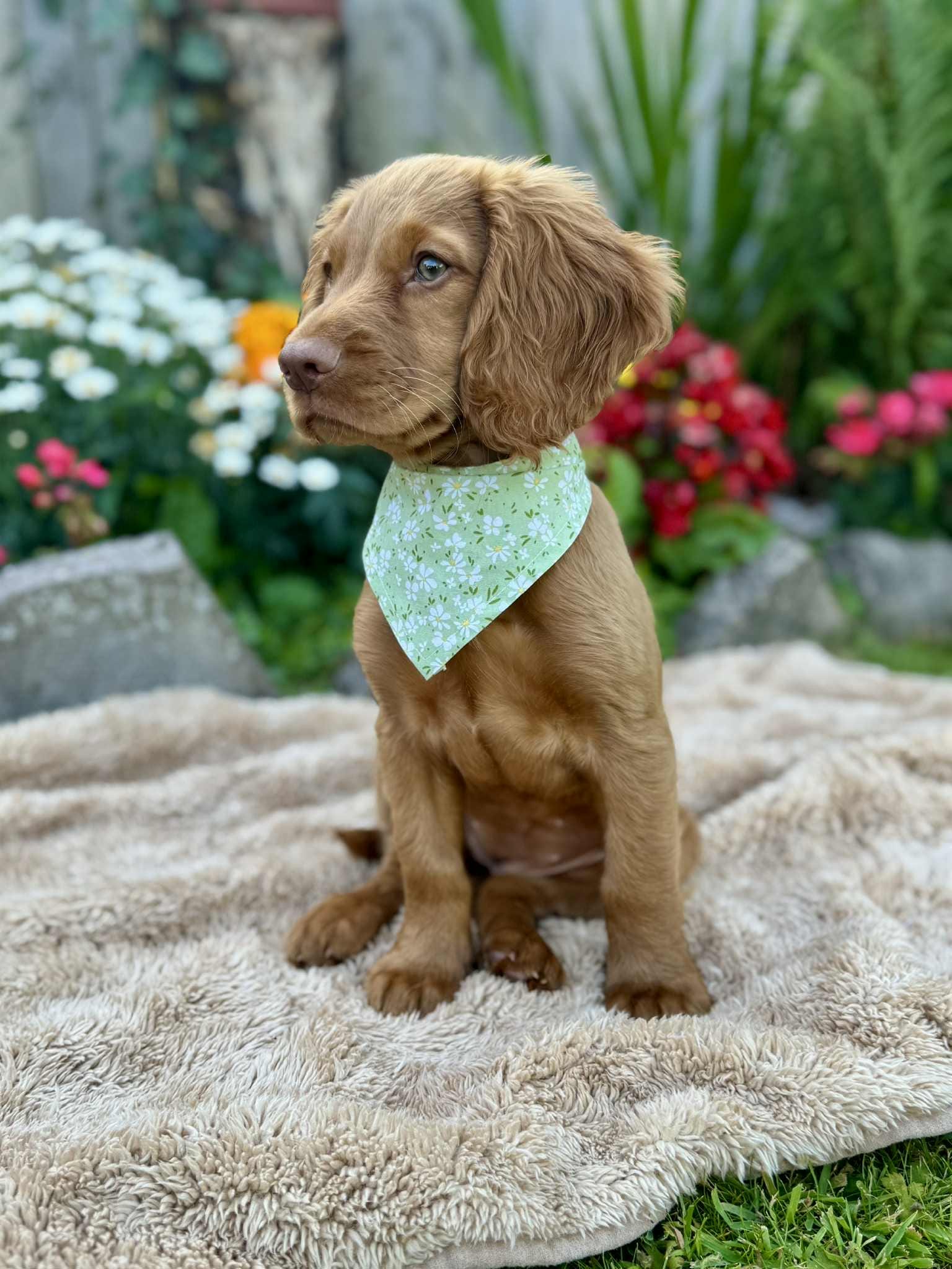 Pet Bandana