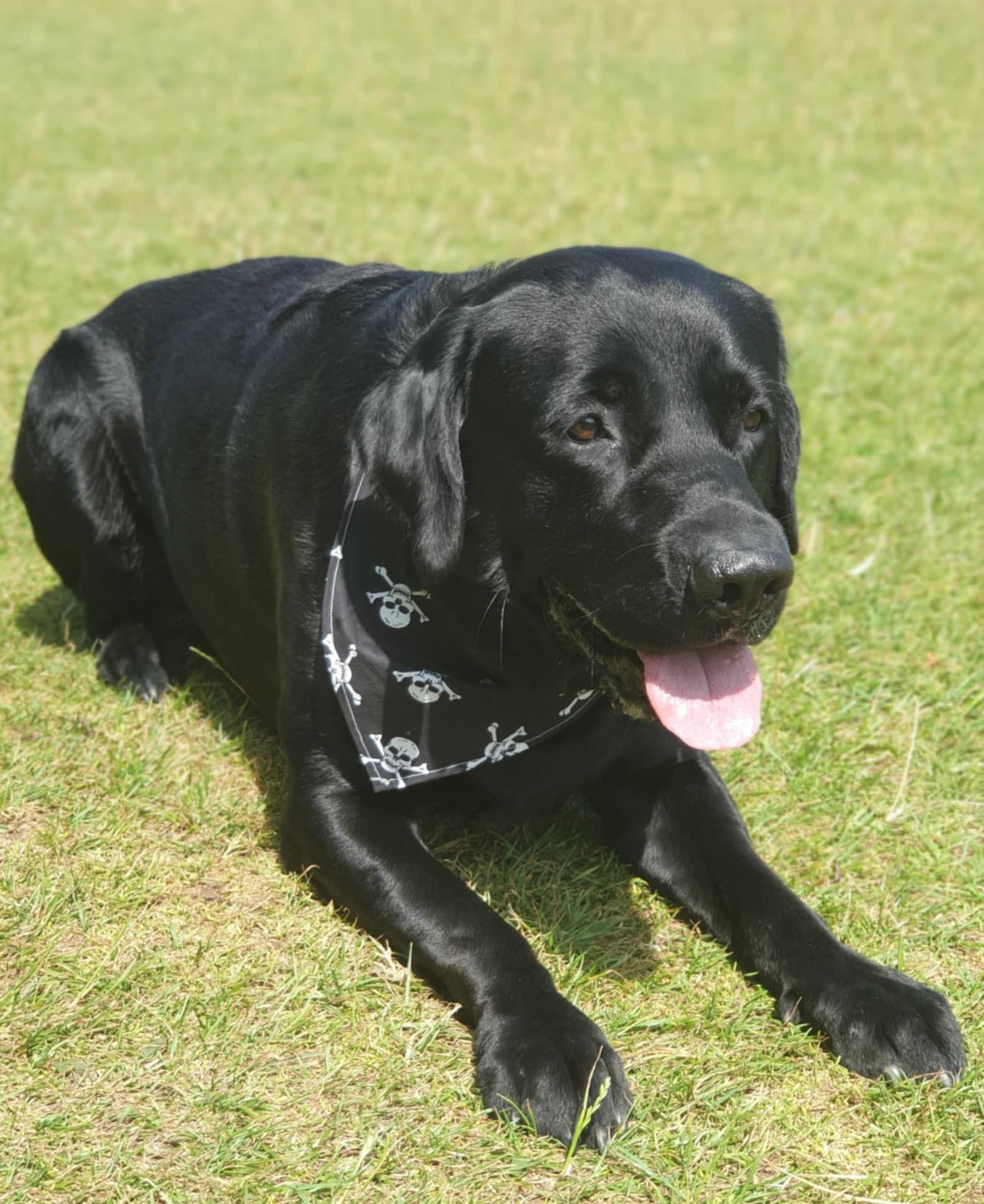 Pet Bandana
