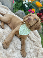 Pet Bandana