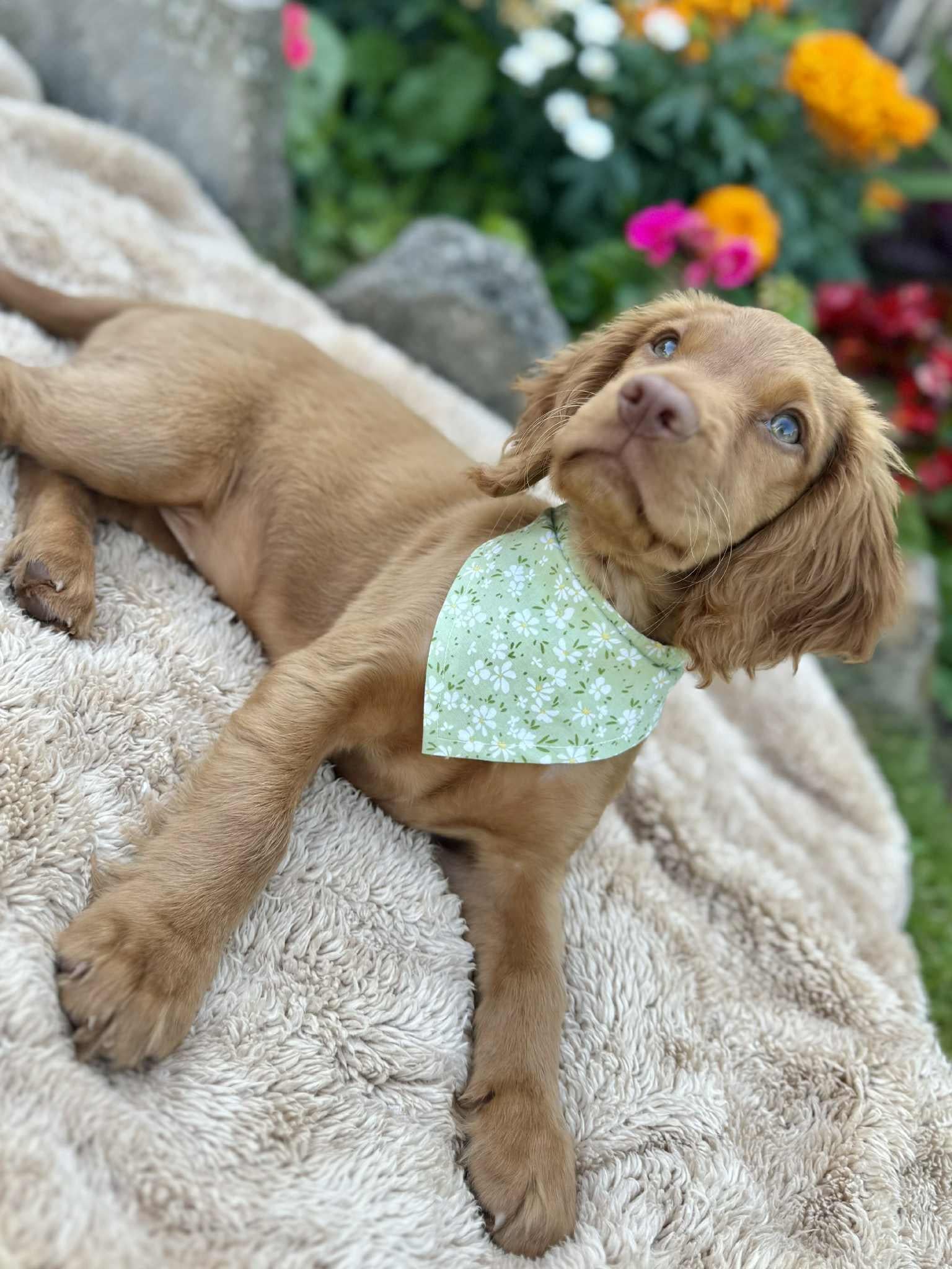 Pet Bandana