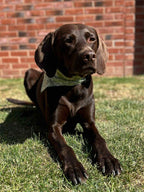 Pet Bandana