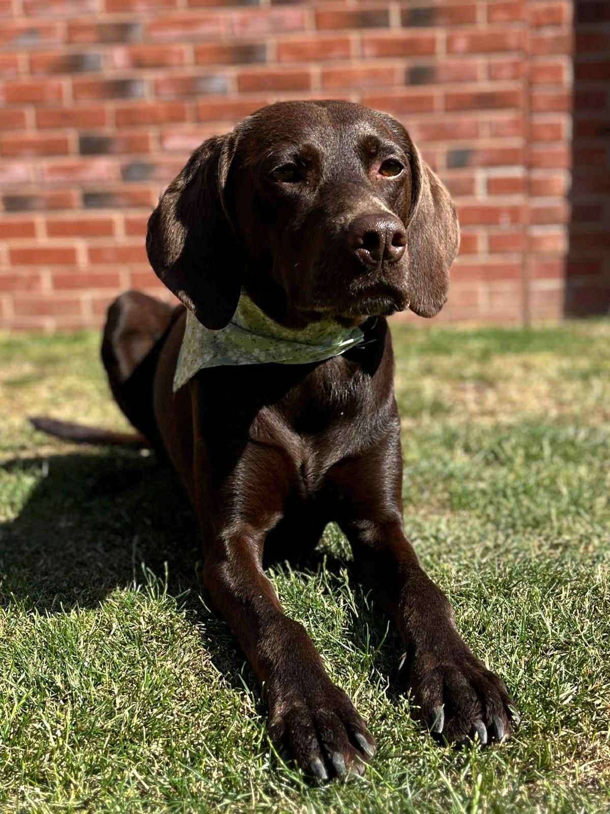 Pet Bandana